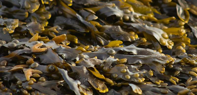Close-up of dried organic seaweed beside a bowl of dog food