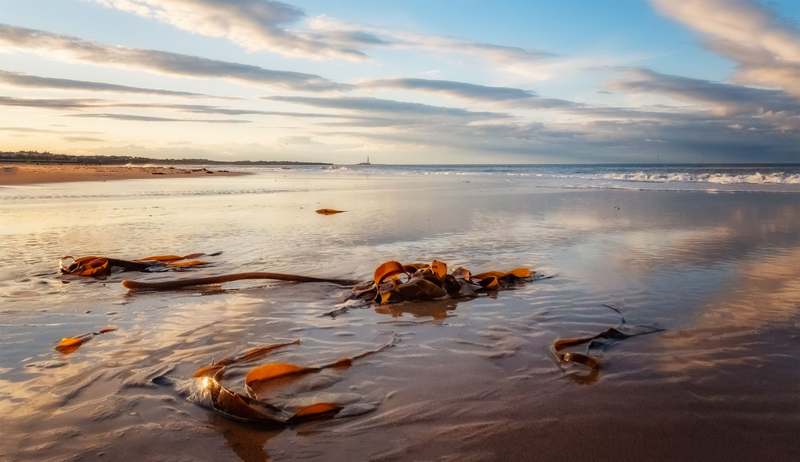 Homepage for Pet Care Pet Supplements seaweed supplements